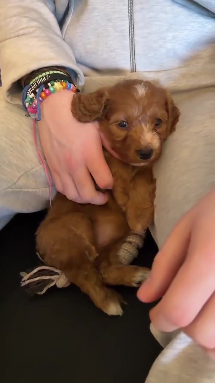 Cockapoo dogs for sale: RED COCKAPOO PUPS in Ripley - Video 1