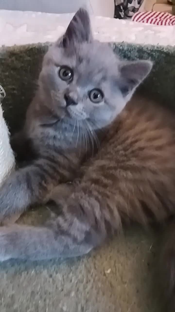 British Shorthair cats for sale: Beautiful British Shorthair Kittens for Sale - Video 1