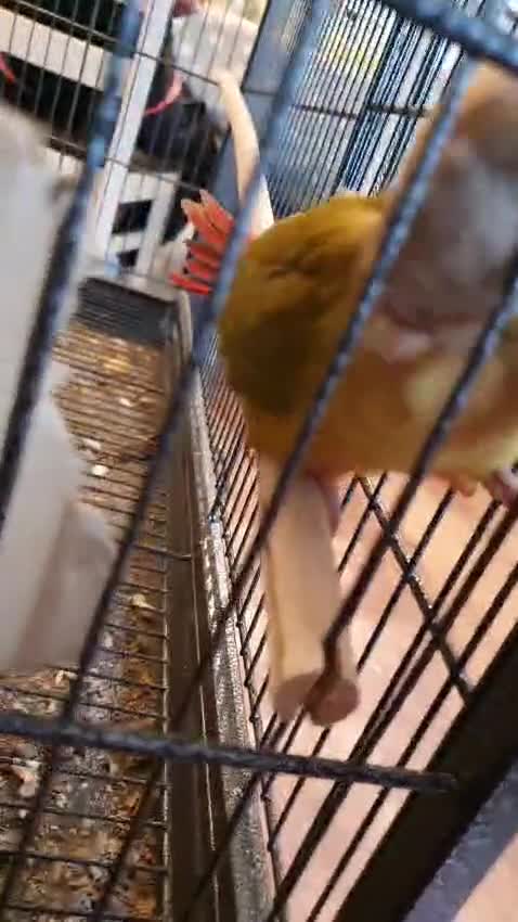 Conures birds for sale: 2 Lovely Green cheek conures for sale - Video 1