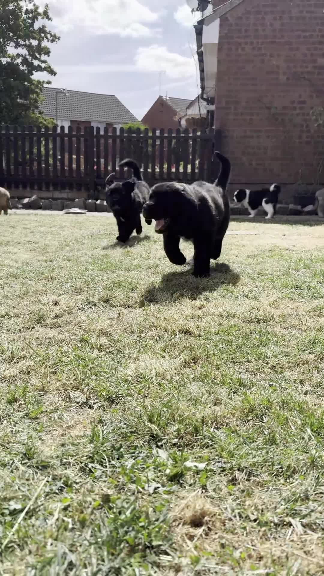 Mixed Breed dogs for sale: READY TO GO - Tibetan Saint Puppies 2nd Gen - Video 1
