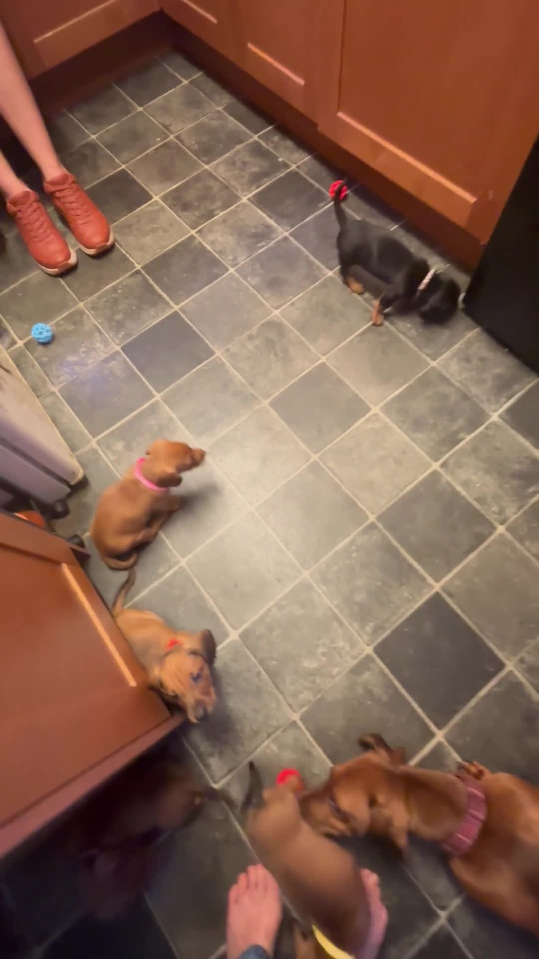 Dachshund dogs for sale: 6 dachshund puppies - 4 boys & 2 girls - Video 4