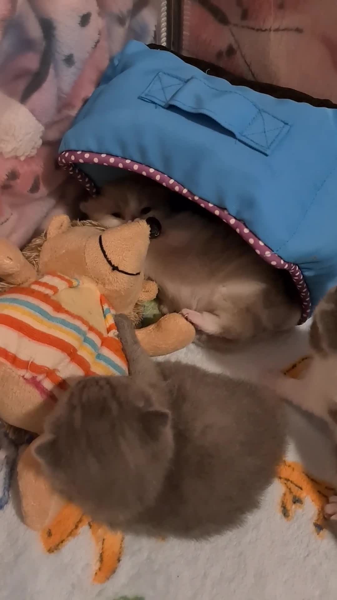 British Shorthair cats for sale: British ShortHair kittens GCCF  - Video 4