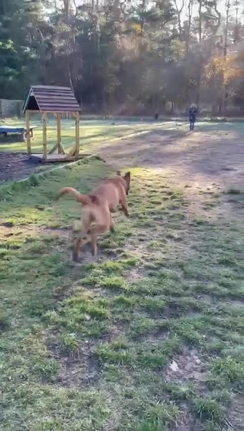 Mixed Breed dogs for sale: 10 months old loving beautiful boy - Video 1