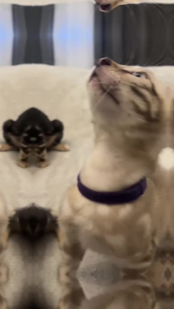 Bengal cats for sale: 🐾 TICA REGISTERED, READY TO LEAVE  😍😍 - Video 2