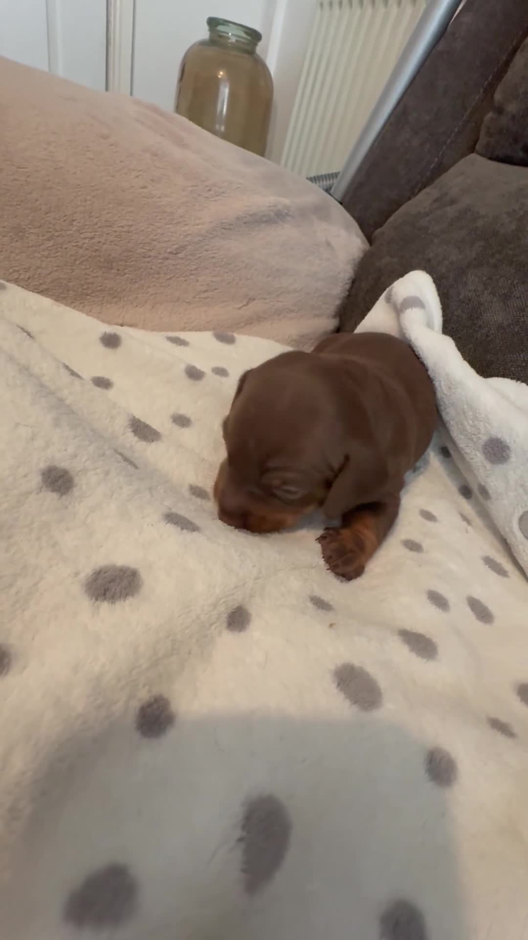 Miniature Dachshund dogs for sale: Miniature daschund  - Video 3