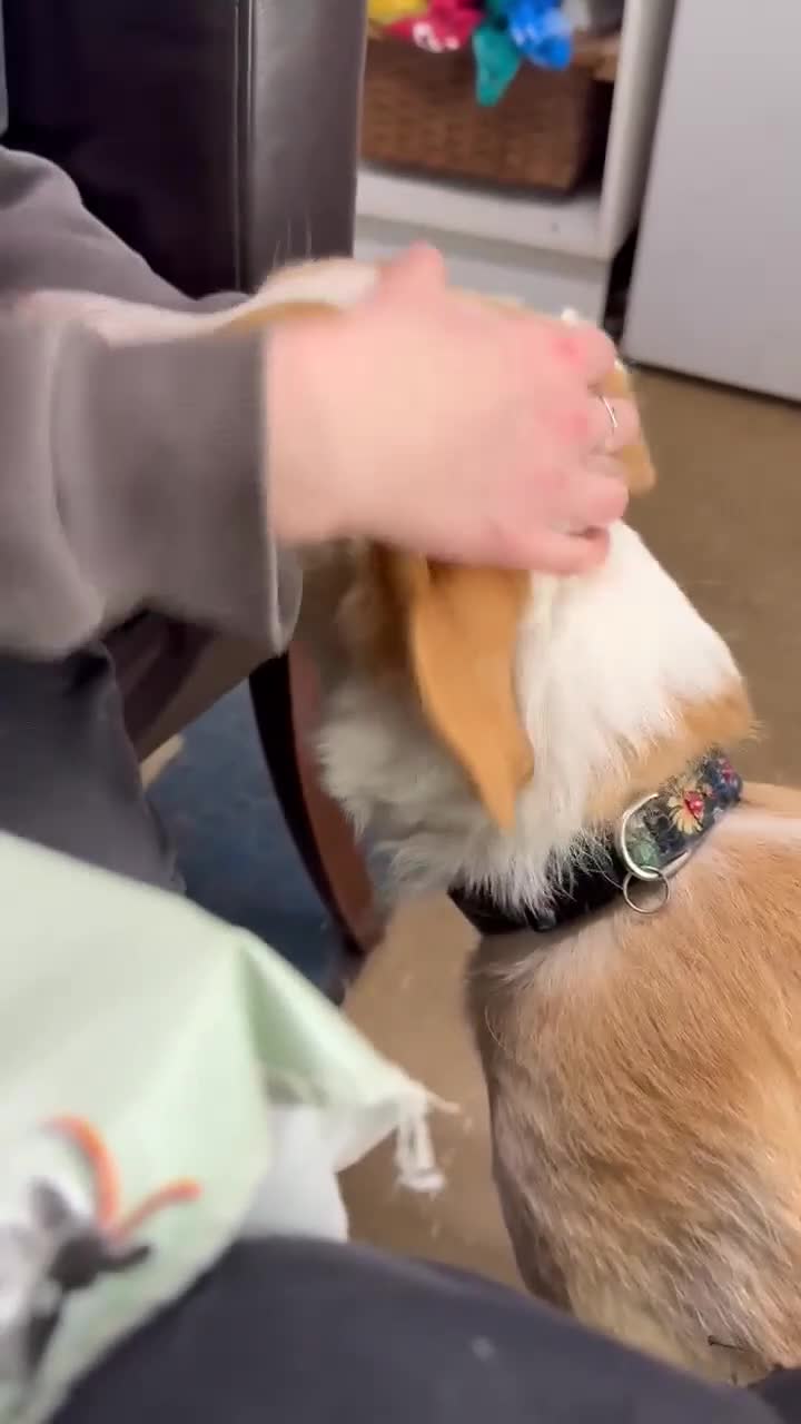 Mixed Breed dogs for sale: 🍯 HONEY 🍯IS LOOKING FOR A FOREVER HOME - Video 2