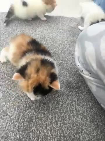 Mixed Breed cats for sale: long haired calico kittens  - Video 1