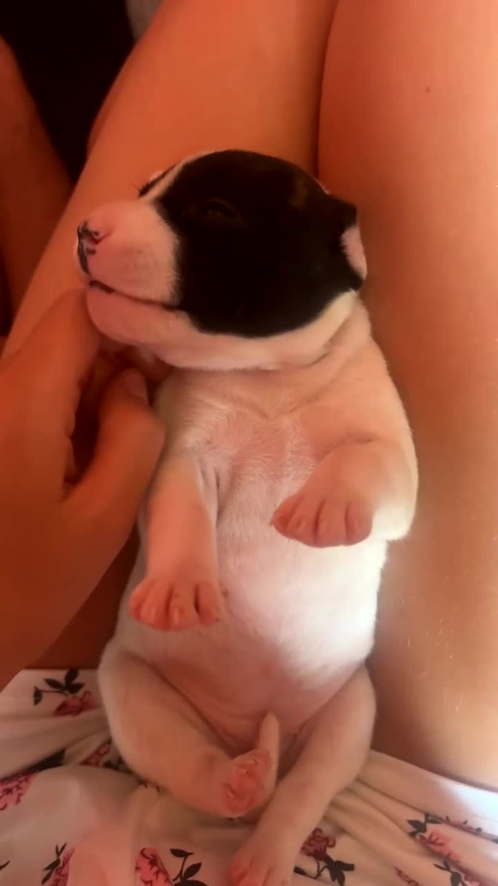 Mixed Breed dogs for sale:  Gorgeous Staffy x Puppies – Ready in 2 Weeks! in Peterborough - Video 2