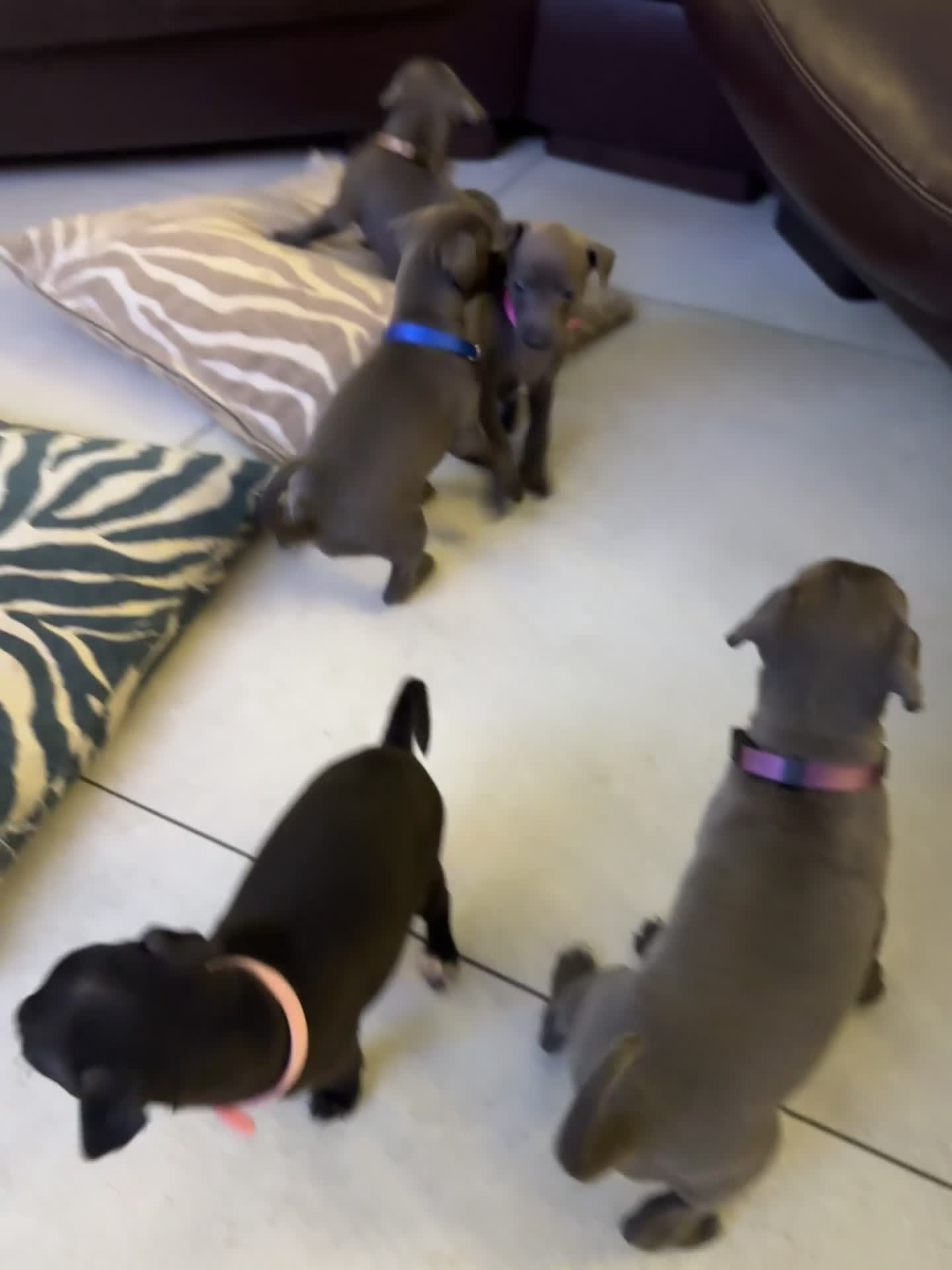 Italian Greyhound dogs for sale: 5 Beautiful Italian Greyhound Puppies - Video 1