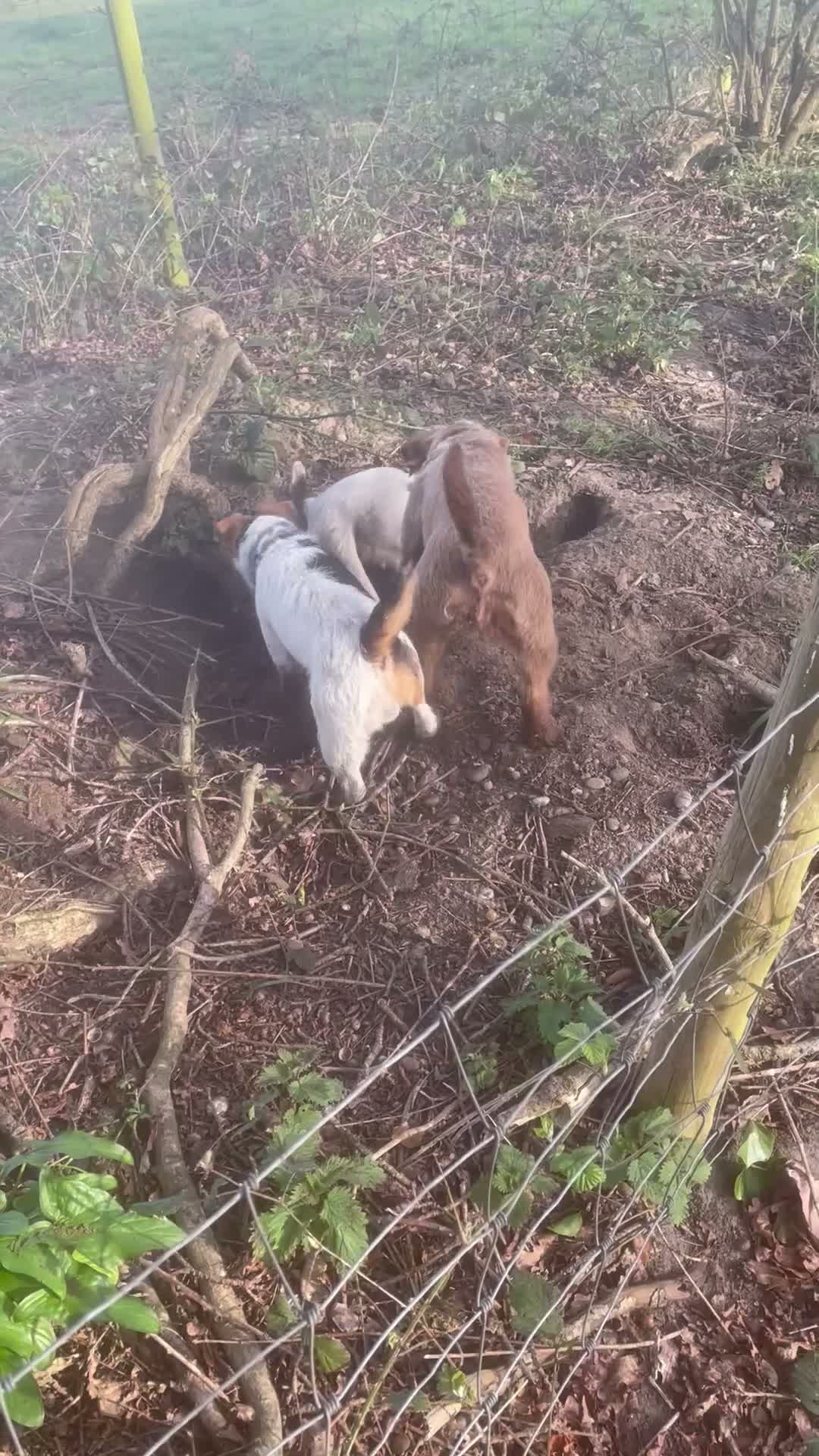Jack Russell dogs for sale: Jack Russell  - Video 2