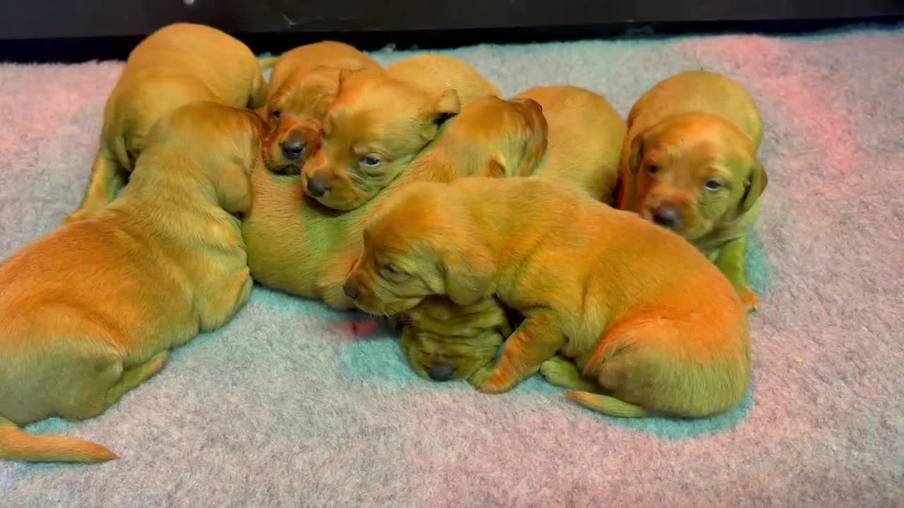 Labrador Retriever dogs for sale: Beautiful KC Registered Fox Red Labrador Pups - Video 1