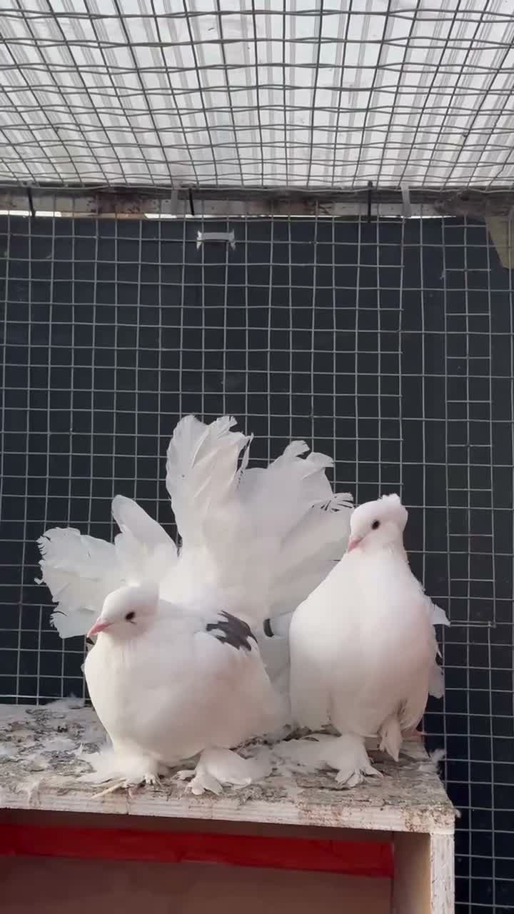 Pigeons birds for sale: Beautiful pair of Indian Fantail pigeons  in Hounslow - Video 1