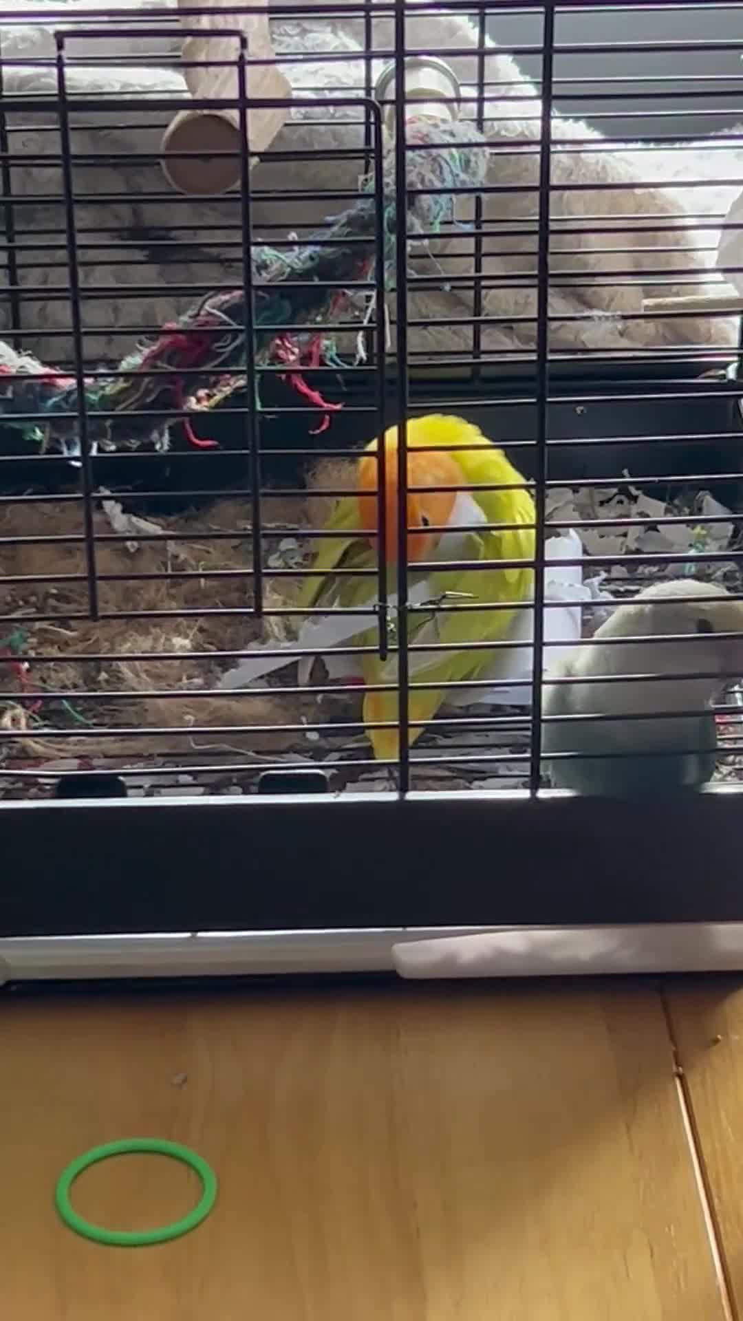 Lovebirds birds for sale: Bonded Pair of Lovebirds  - Video 1