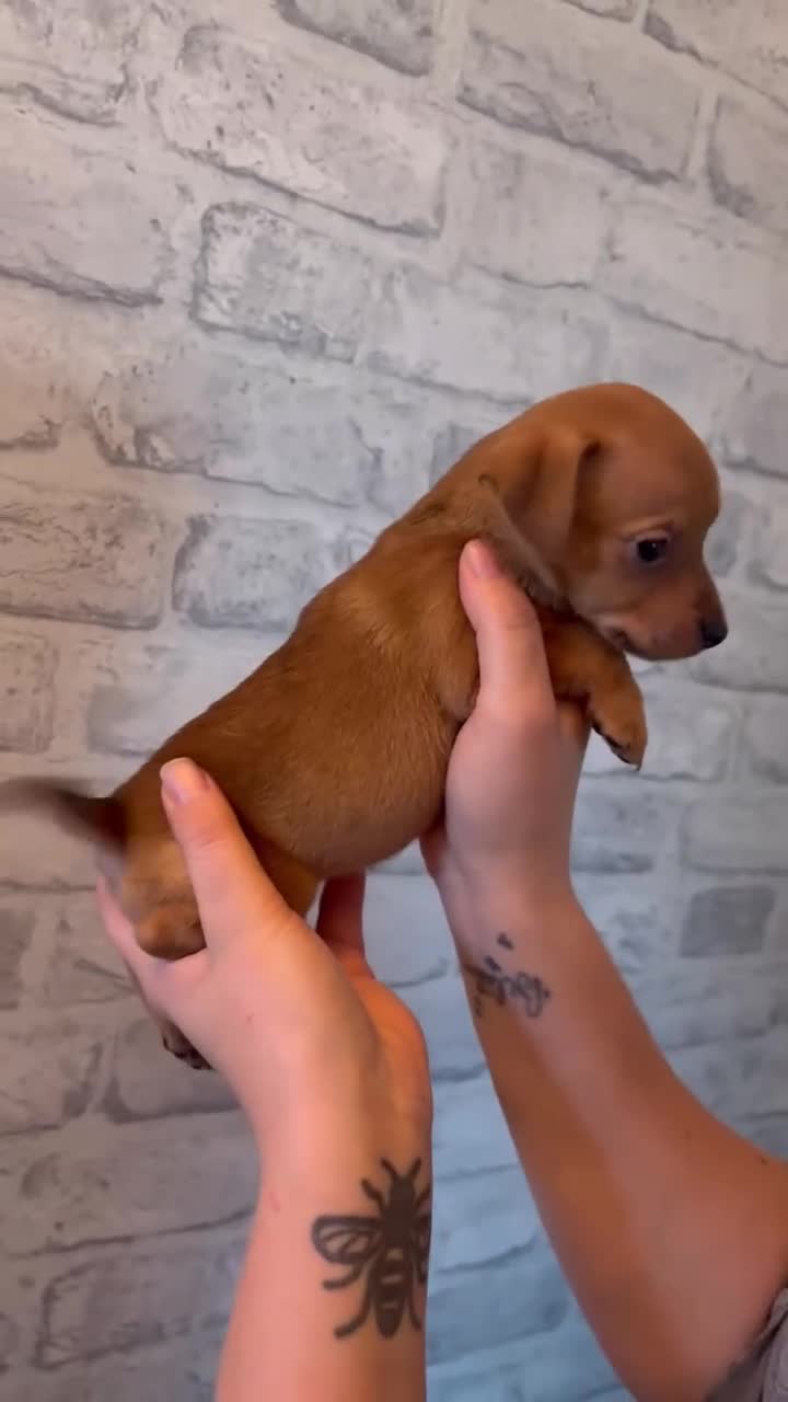 Jack Russell dogs for sale: Jack Russel puppies ready now! Dob is wrong - Video 1