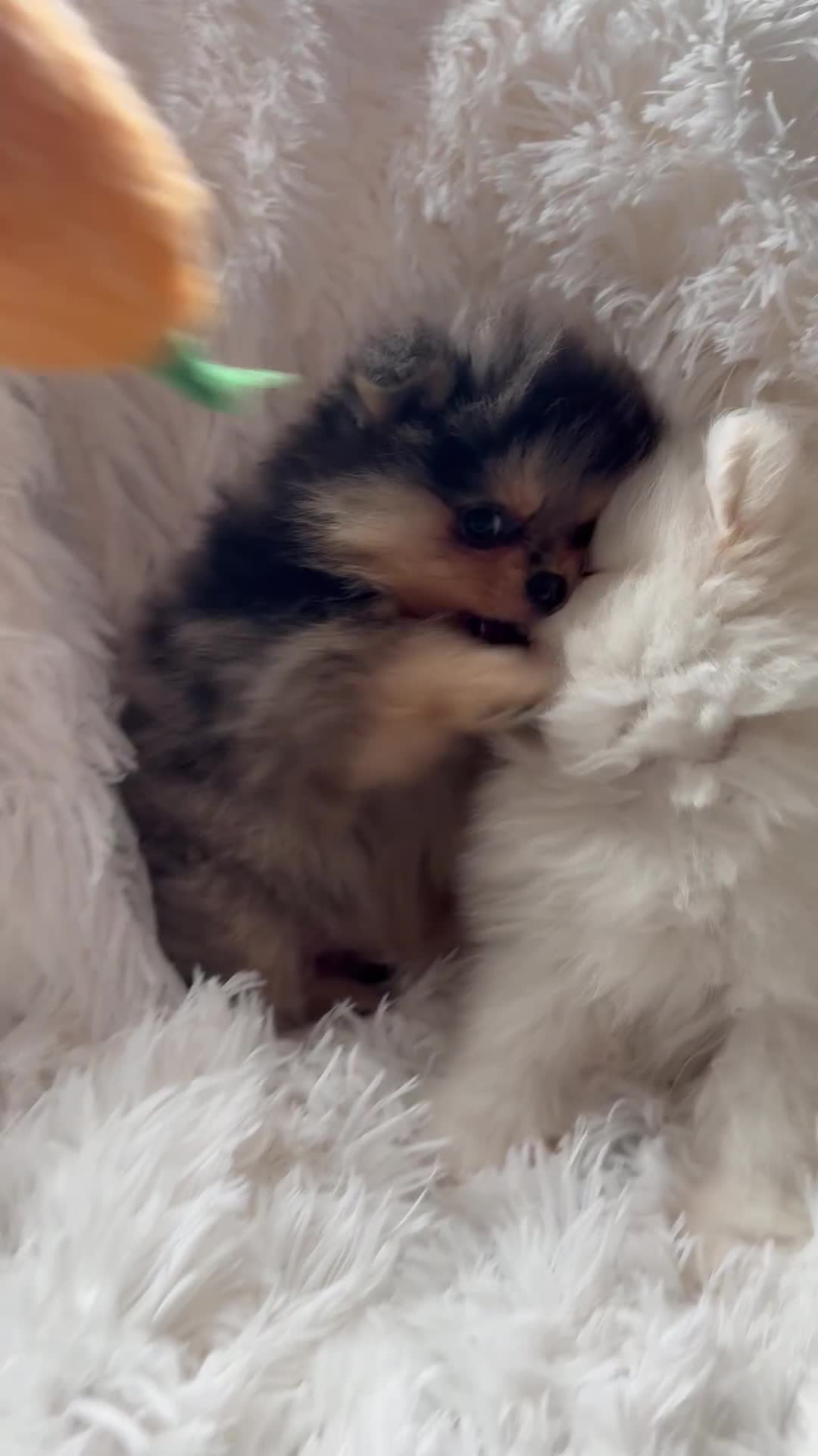Pomeranian dogs for sale: ONLY 1 LEFT!! TRUE TEDDY BEAR POMERANIAN - Video 1