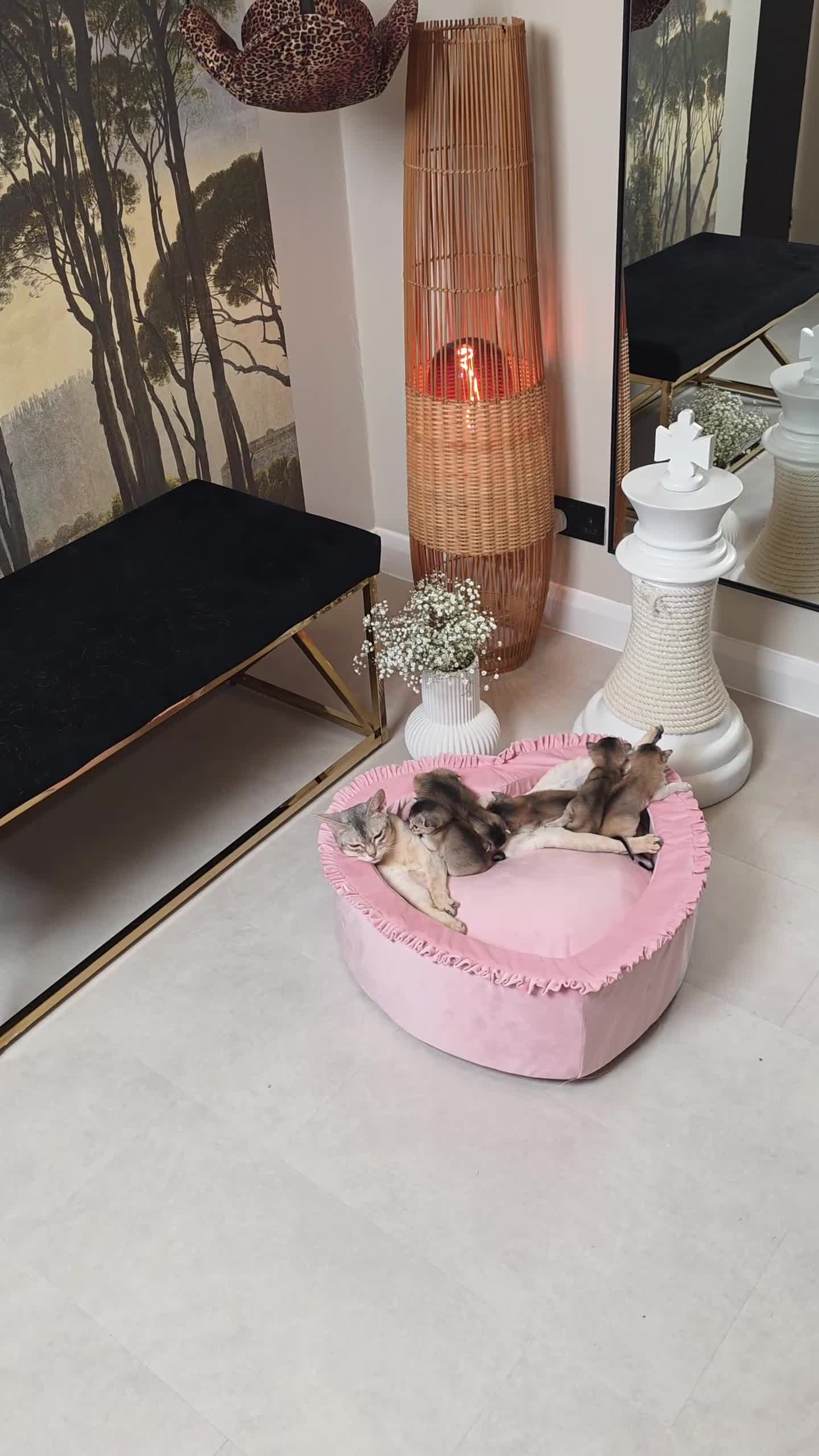 Abyssinian cats for sale: Exceptional Pedigree 6 Abyssinians-Super Friendly - Video 1