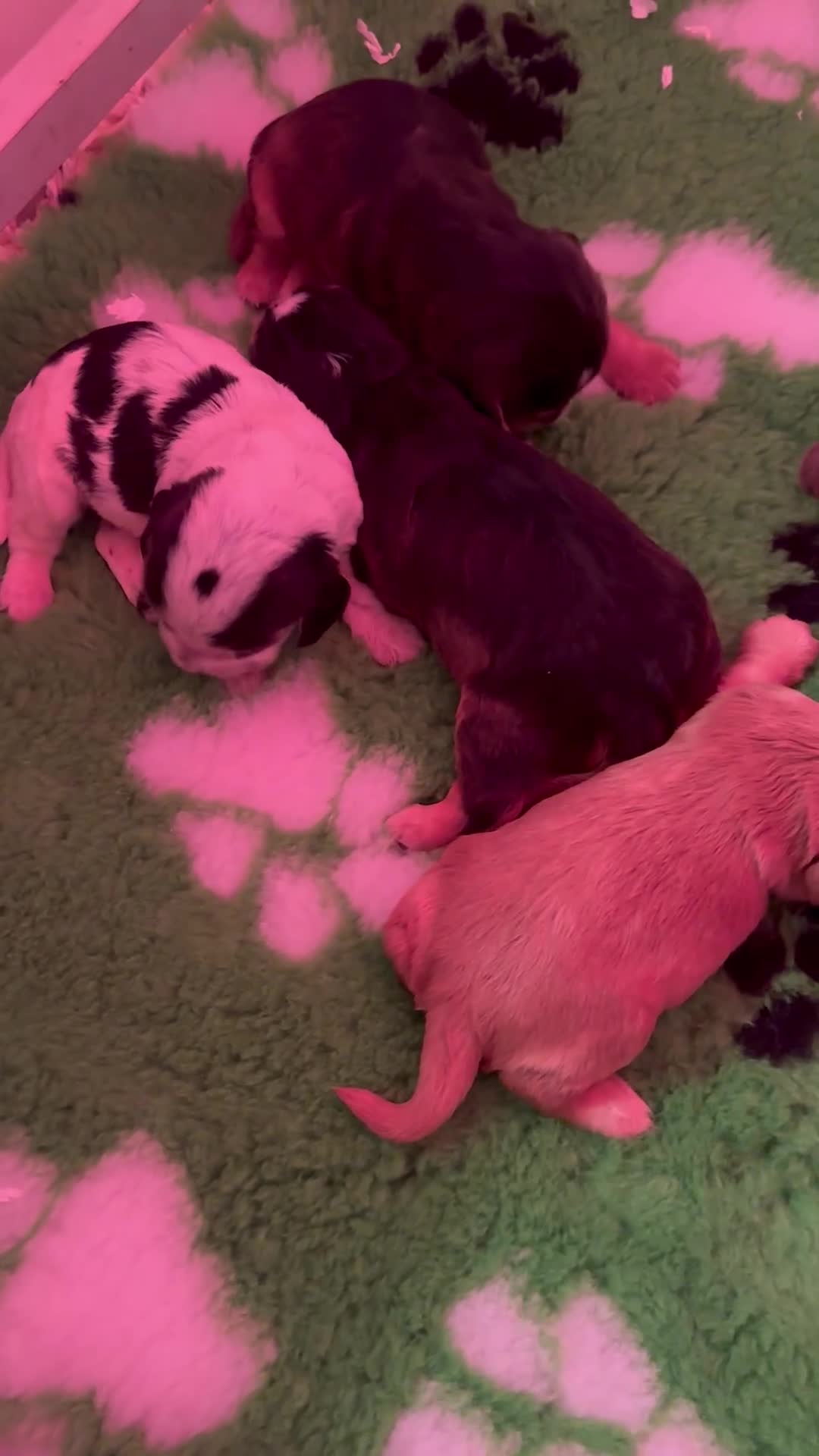 Cocker Spaniel dogs for sale: Show Type Cocker Spaniel Puppies 🐶 - Video 3