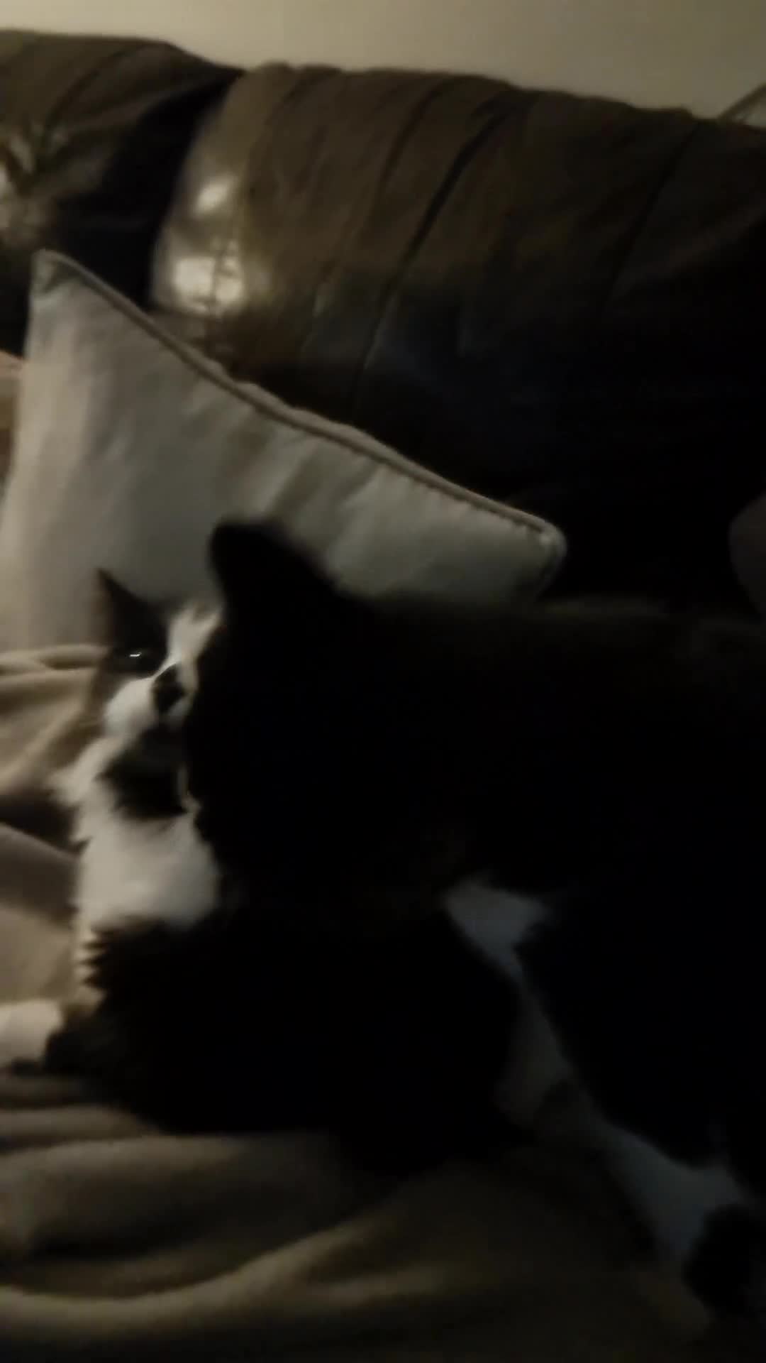 Mixed Breed cats for sale: Bonded sisters. Must go together in Halifax - Video 2