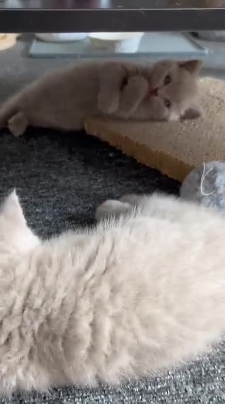 British Shorthair cats for sale: Stunning lilac BSH  - Video 1