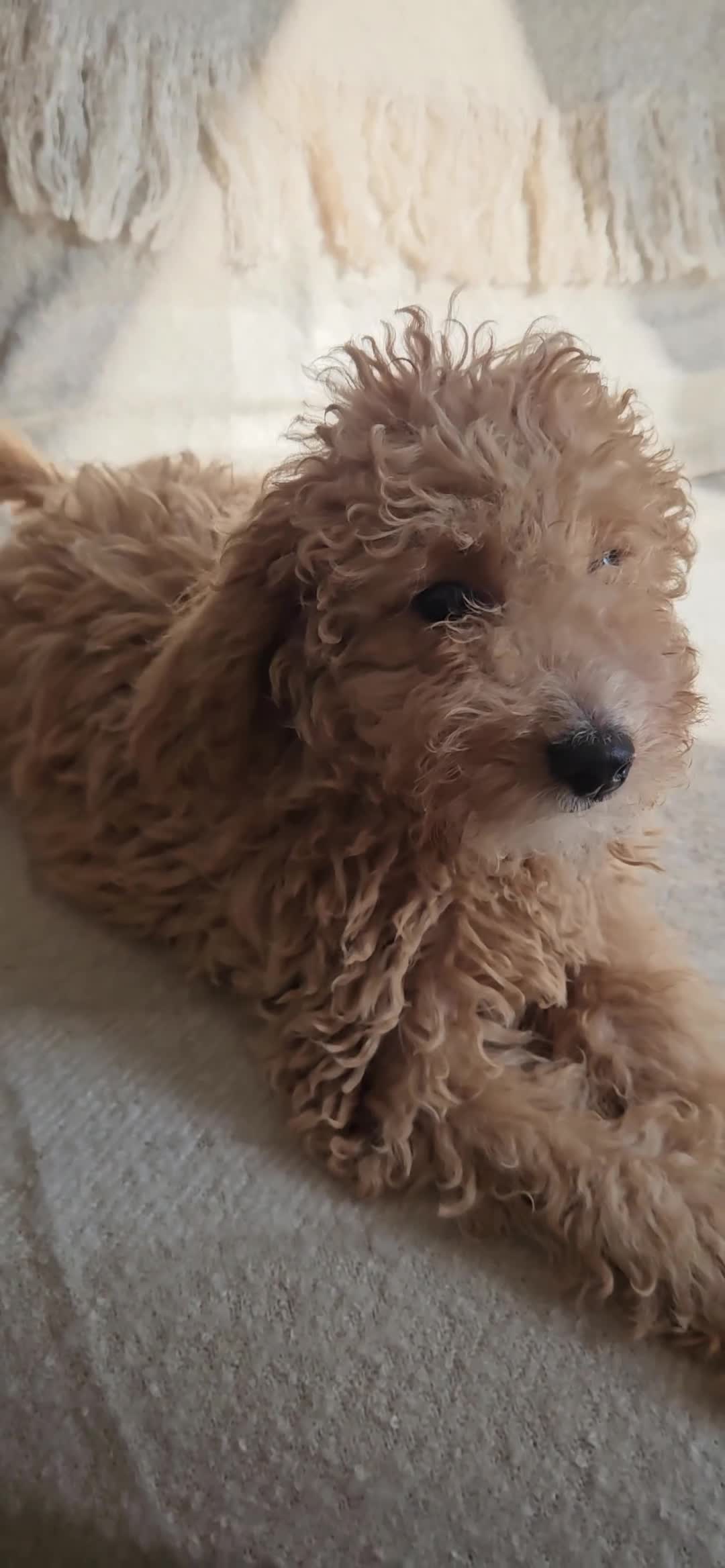 Mini Goldendoodle dogs for sale: Small F1B goldendoodle boys ✨️💙 - Video 4
