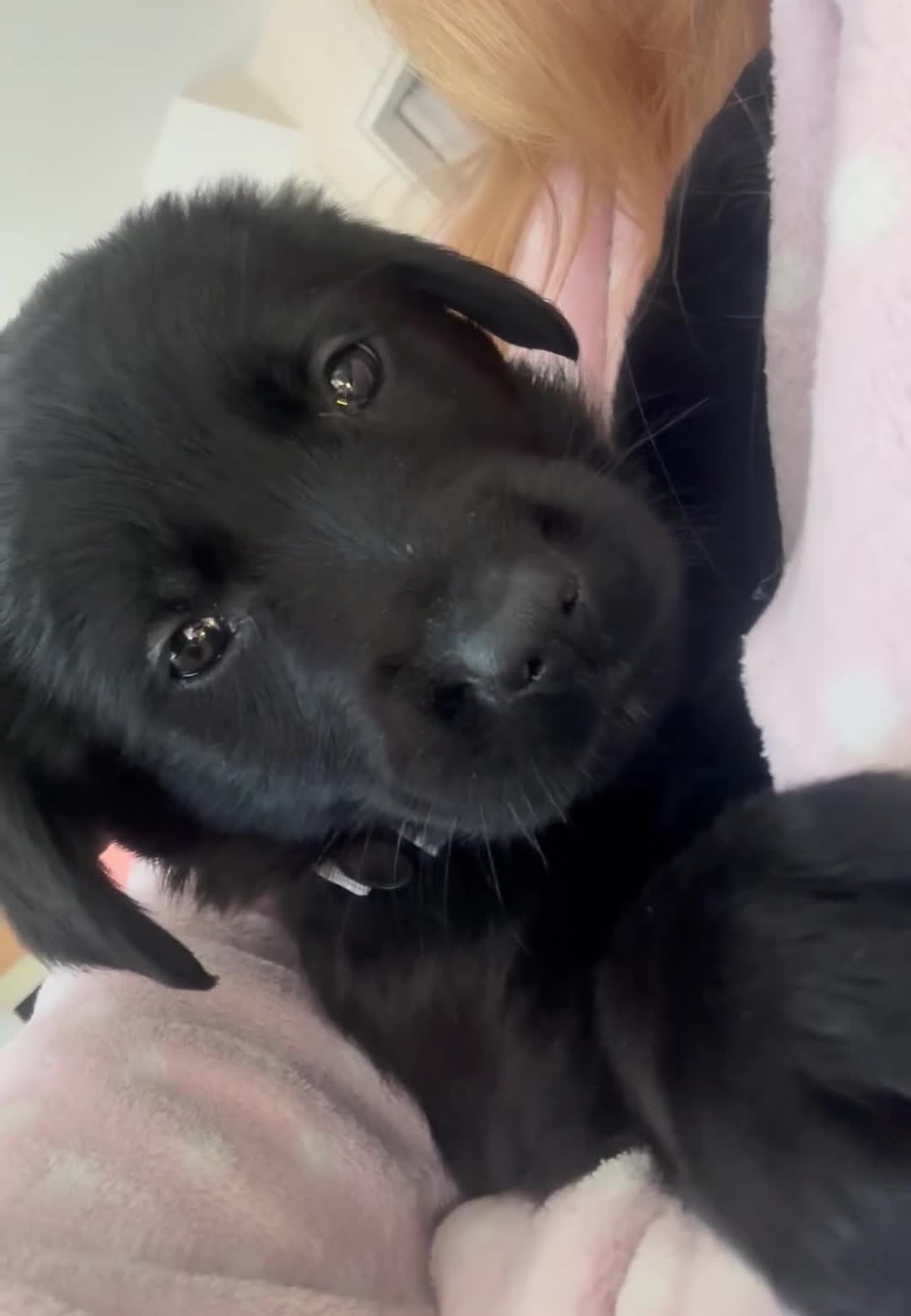 Golden Shepherd dogs for sale: Golden Shepherd Puppies ready to leave 5th May🌸🐾 - Video 2