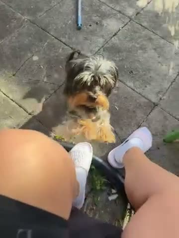 Yorkshire Terrier dogs for sale: Mini yorkie - Video 1