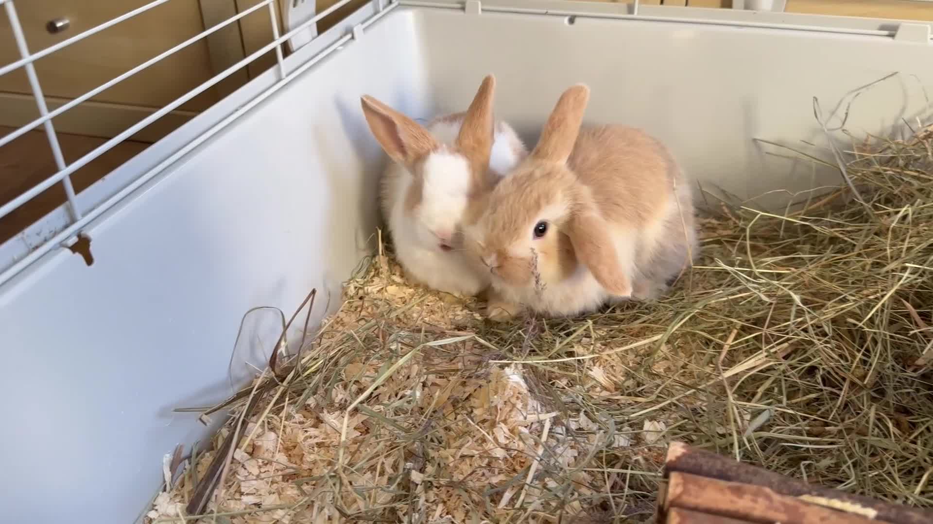 Mixed Breed rabbits for sale: Beautiful friendly baby bunnies ready in 4 weeks  - Video 2