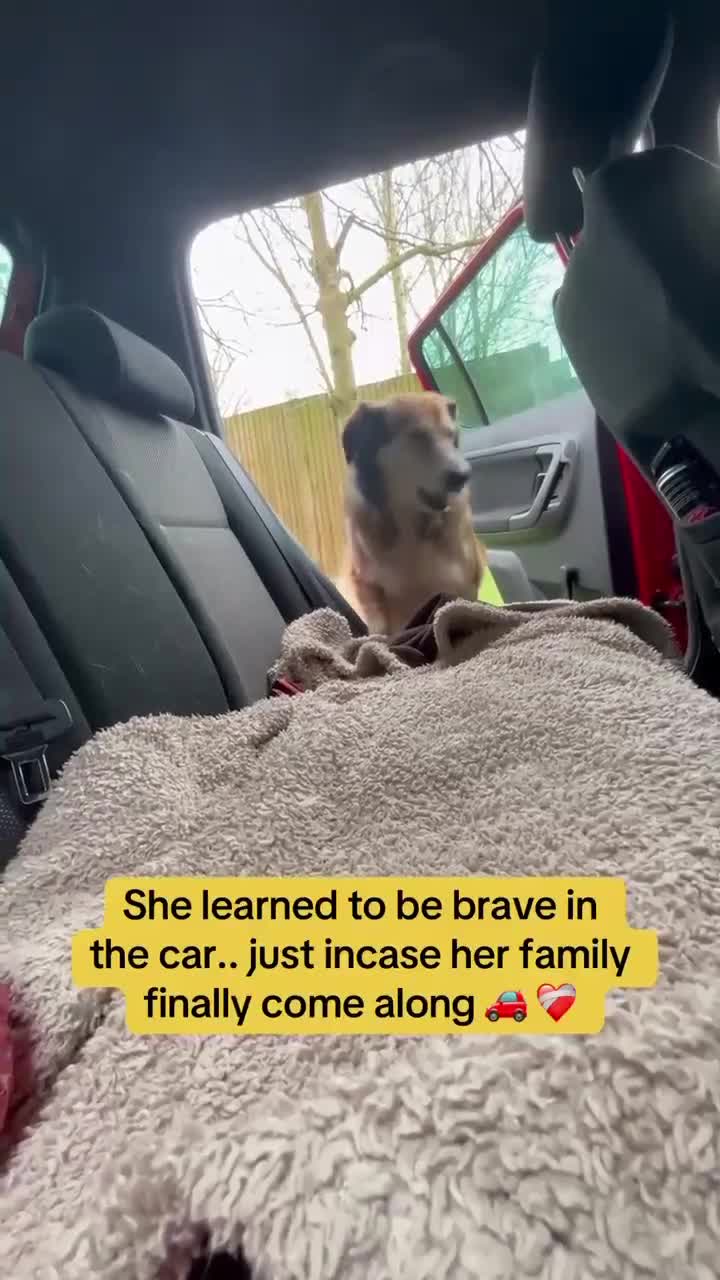 Mixed Breed dogs for adoption: Jewel is looking for her forever family! - Video 1