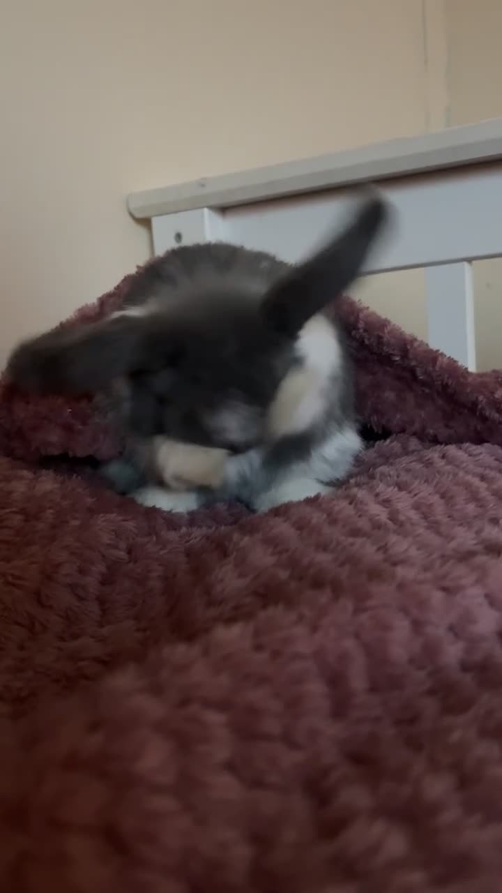 Mini Lop rabbits for sale: Mini lop buck in Salisbury - Video 1