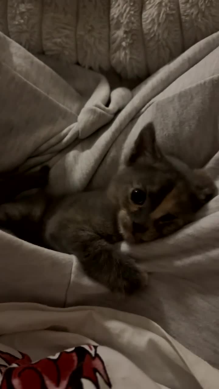 Domestic Shorthair cats for sale: kitties looking for a home ! - Video 1