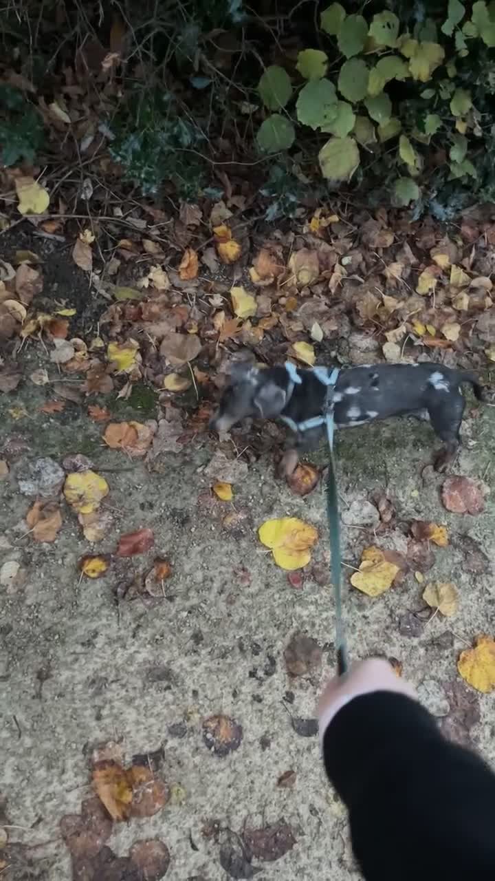 Dachshund dogs for sale: Blue dapple dashund puppy   - Video 2