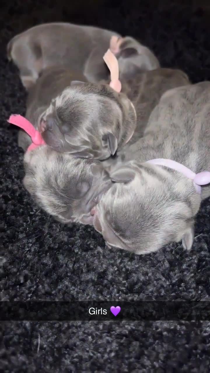 French Bulldog dogs for sale: Beautiful lilac and tan frenchie puppies  - Video 3
