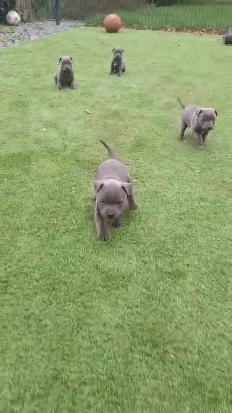 Staffordshire Bull Terrier dogs for sale: PICK OF LITTER FEMALE AVAILABLE  - Video 1