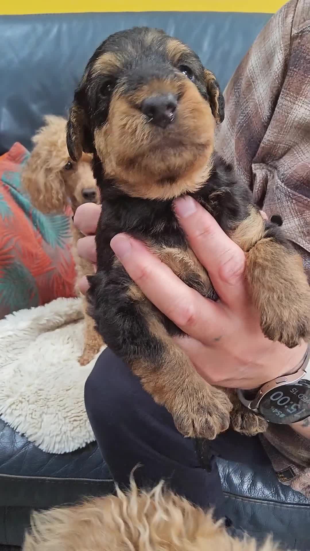 Airedale Terrier dogs for sale: KC REG AIREDALE TERRIERS  - Video 1