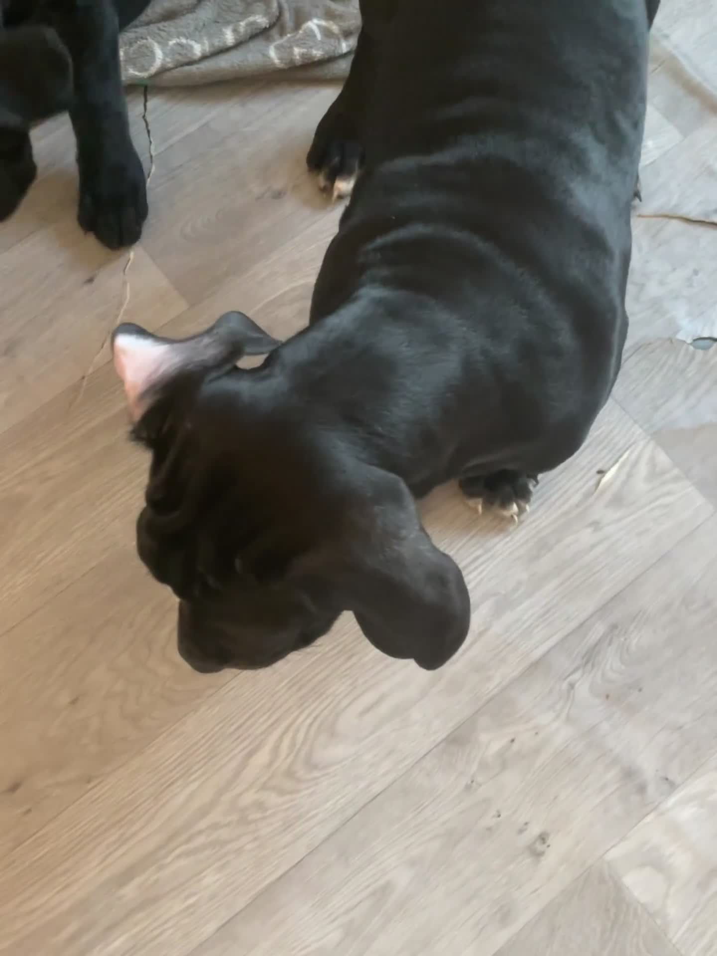 Cane Corso dogs for sale: Yuki x Aries Russian champ bloodline Puppies - Video 1