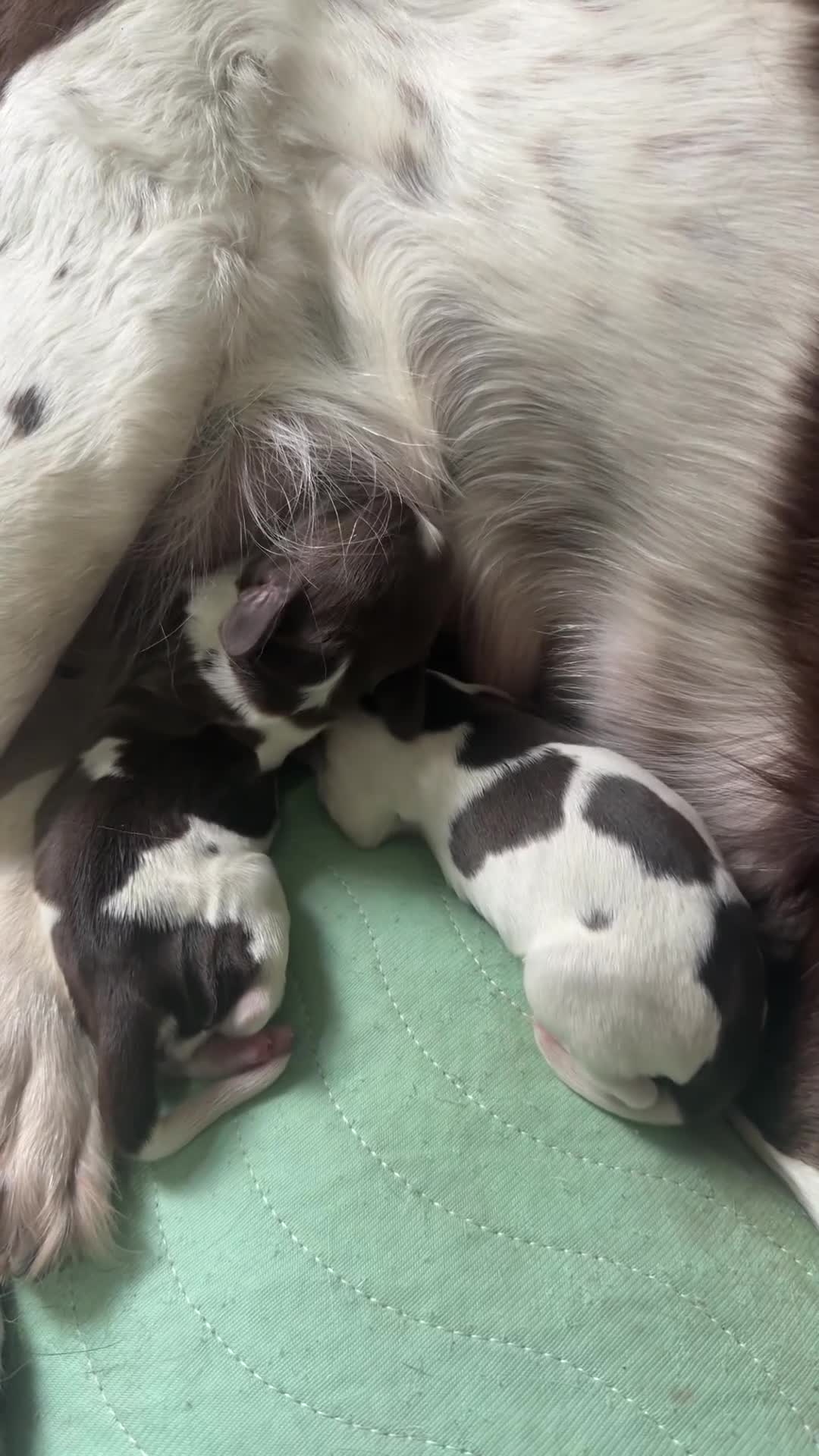 English Springer Spaniel dogs for sale: English Springer Spaniel Puppies - Video 2