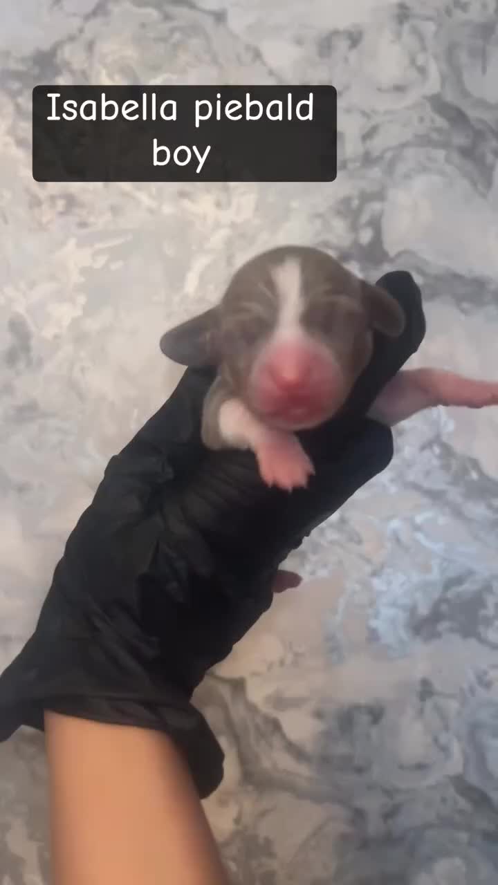 Miniature Dachshund dogs for sale: 5 KC REG TOP BLOODLINE mini dachshunds🔥 - Video 3