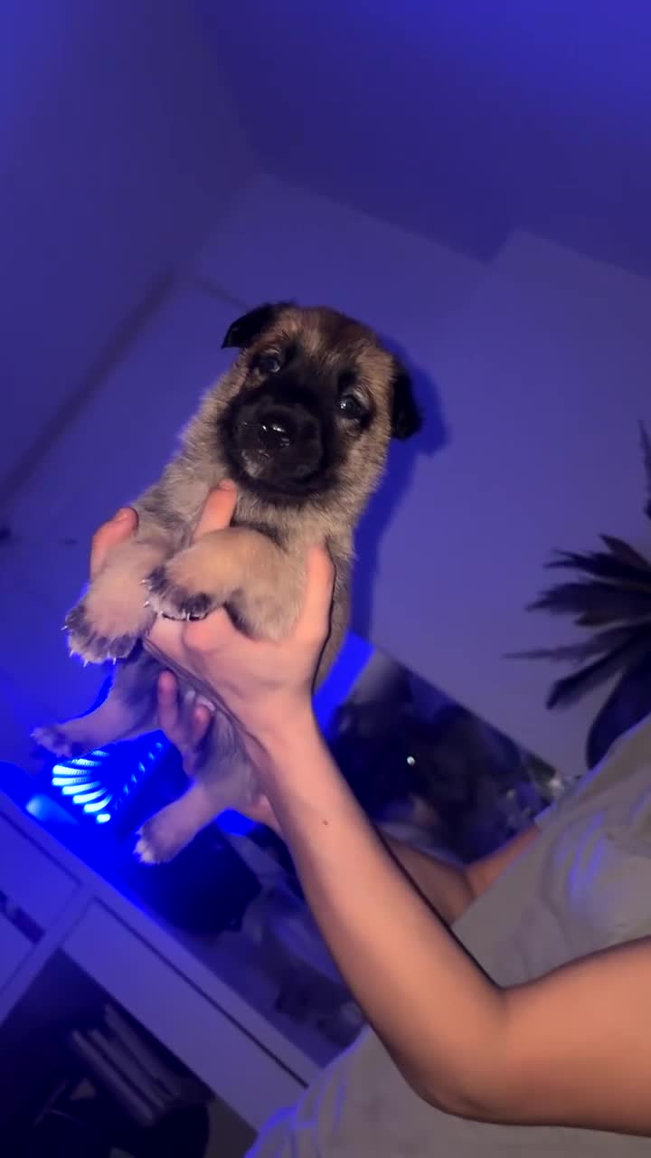 Belgian Shepherd Dog dogs for sale: Belgian malinois puppys. - Video 1