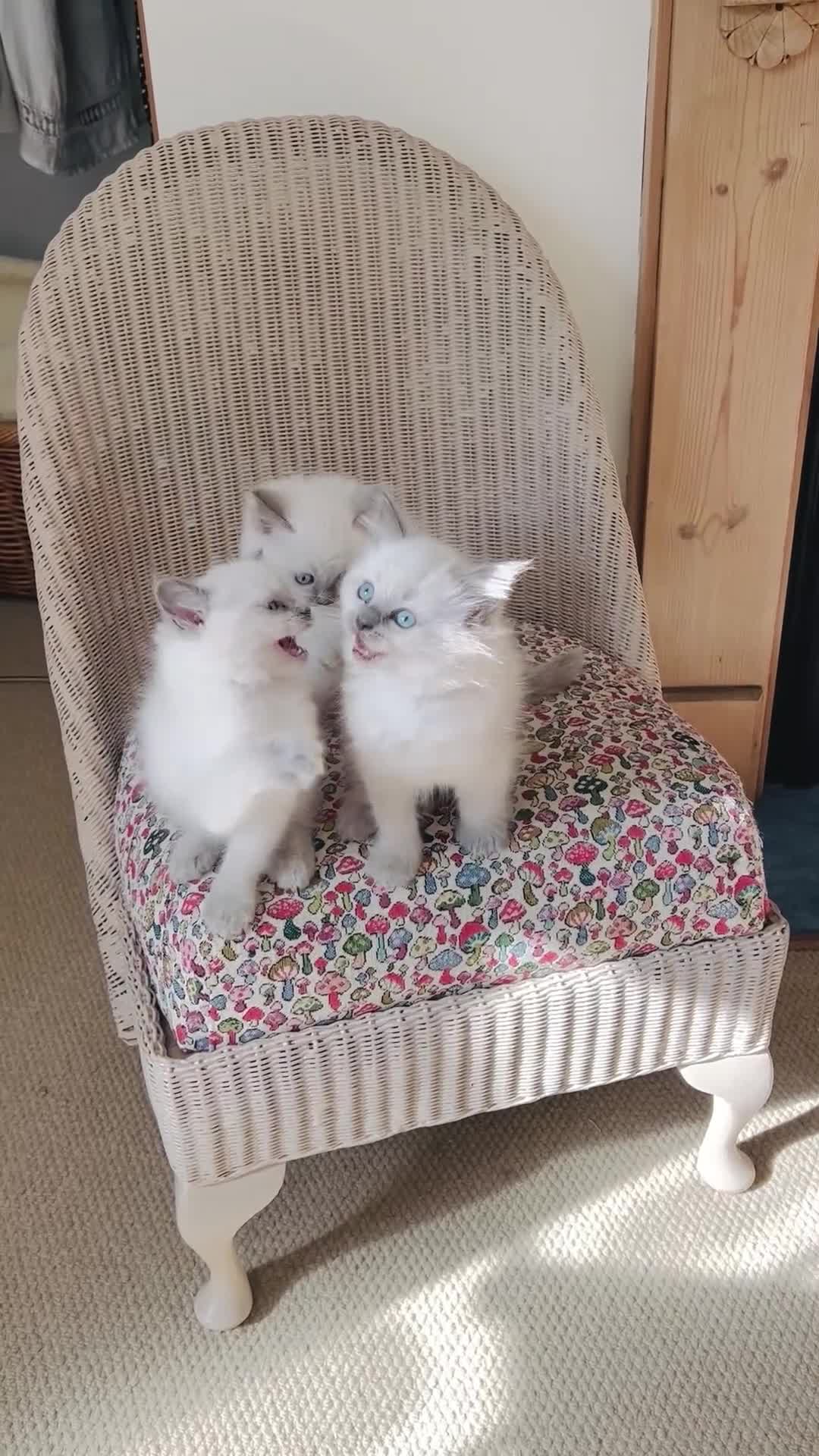 Ragdoll cats for sale:  Beautiful Blue colour point Ragdoll kittens   - Video 1