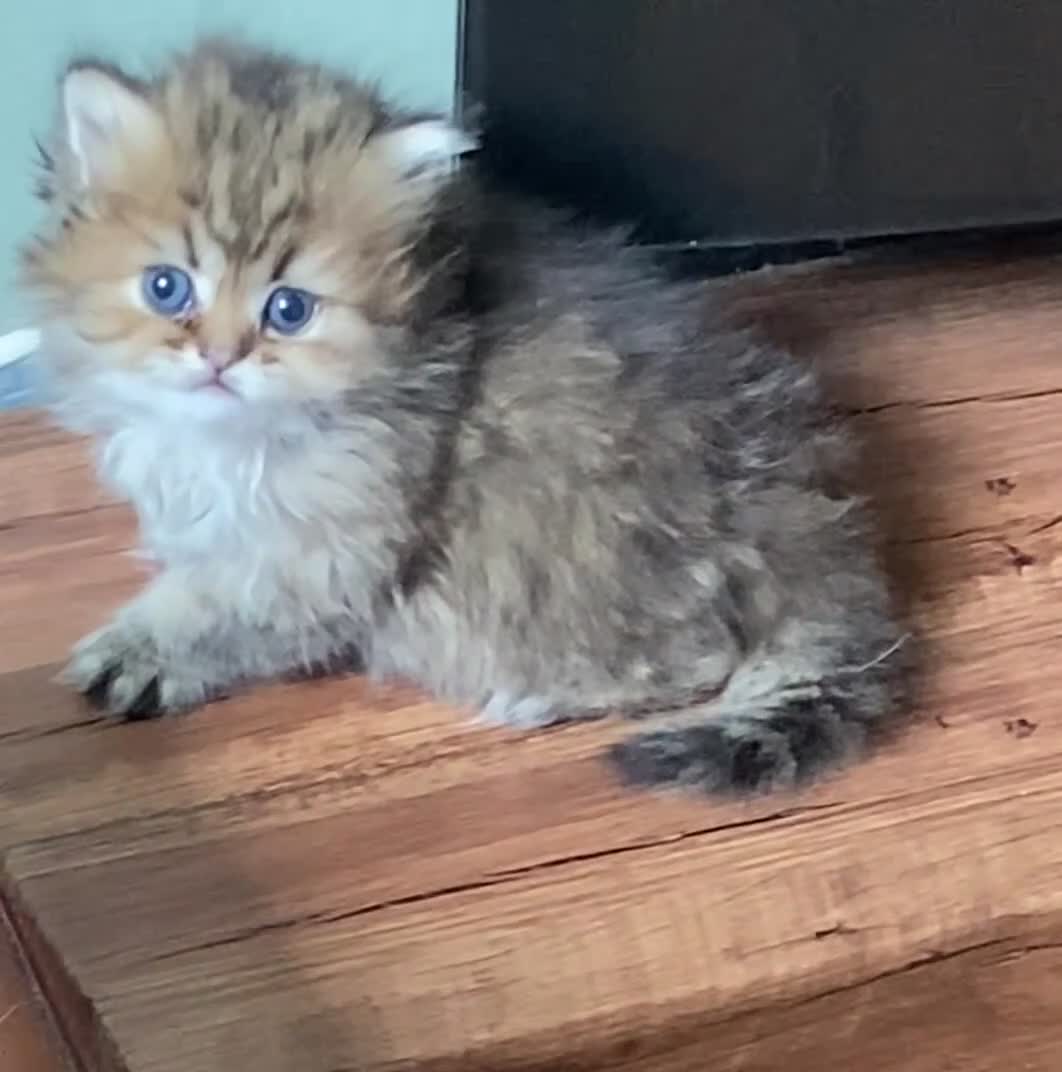 Persian cats for sale: Silver and golden chinchilla Persian kittens - Video 2