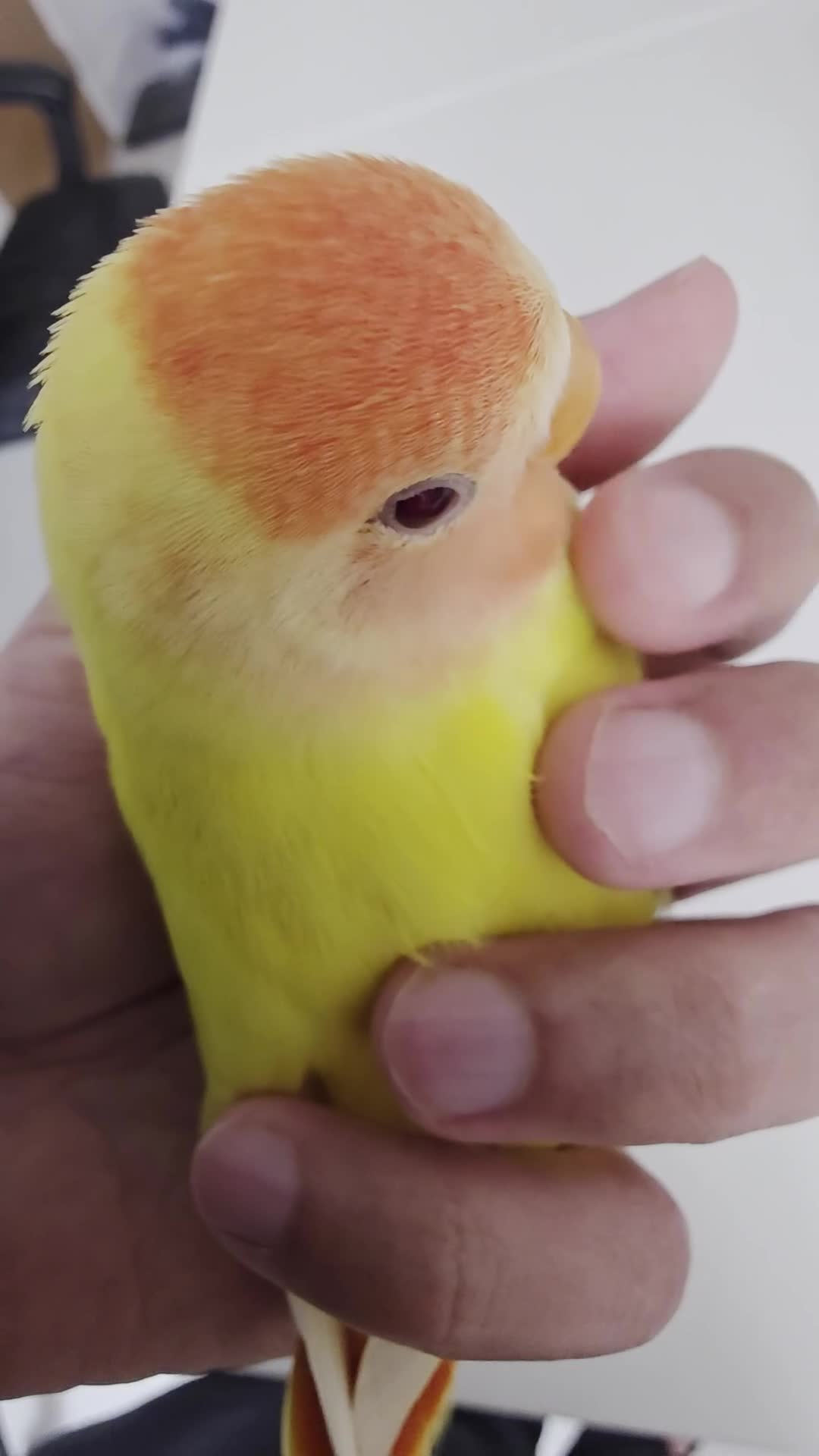 Lovebirds birds for sale: Super Tame, Hand Reared Baby Lovebird - Video 2