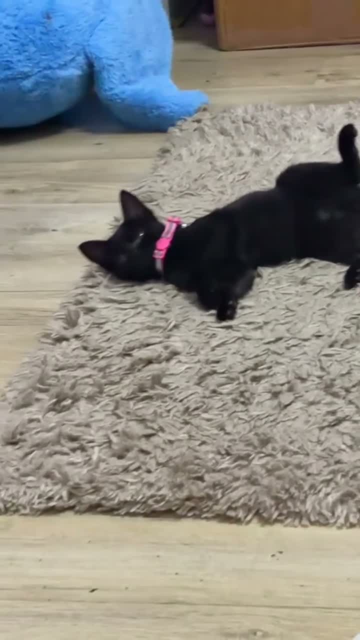 Domestic Shorthair cats for sale: Larnie - Cat for Rehome  in Birkenhead - Video 1