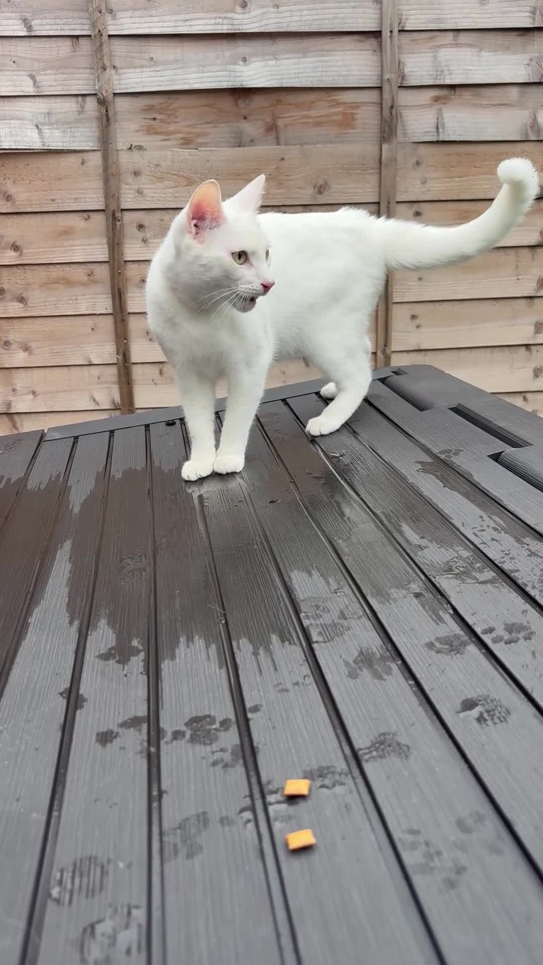 Mixed Breed cats for sale: Russian White x British Shorthair Male in Sutton Coldfield - Video 1