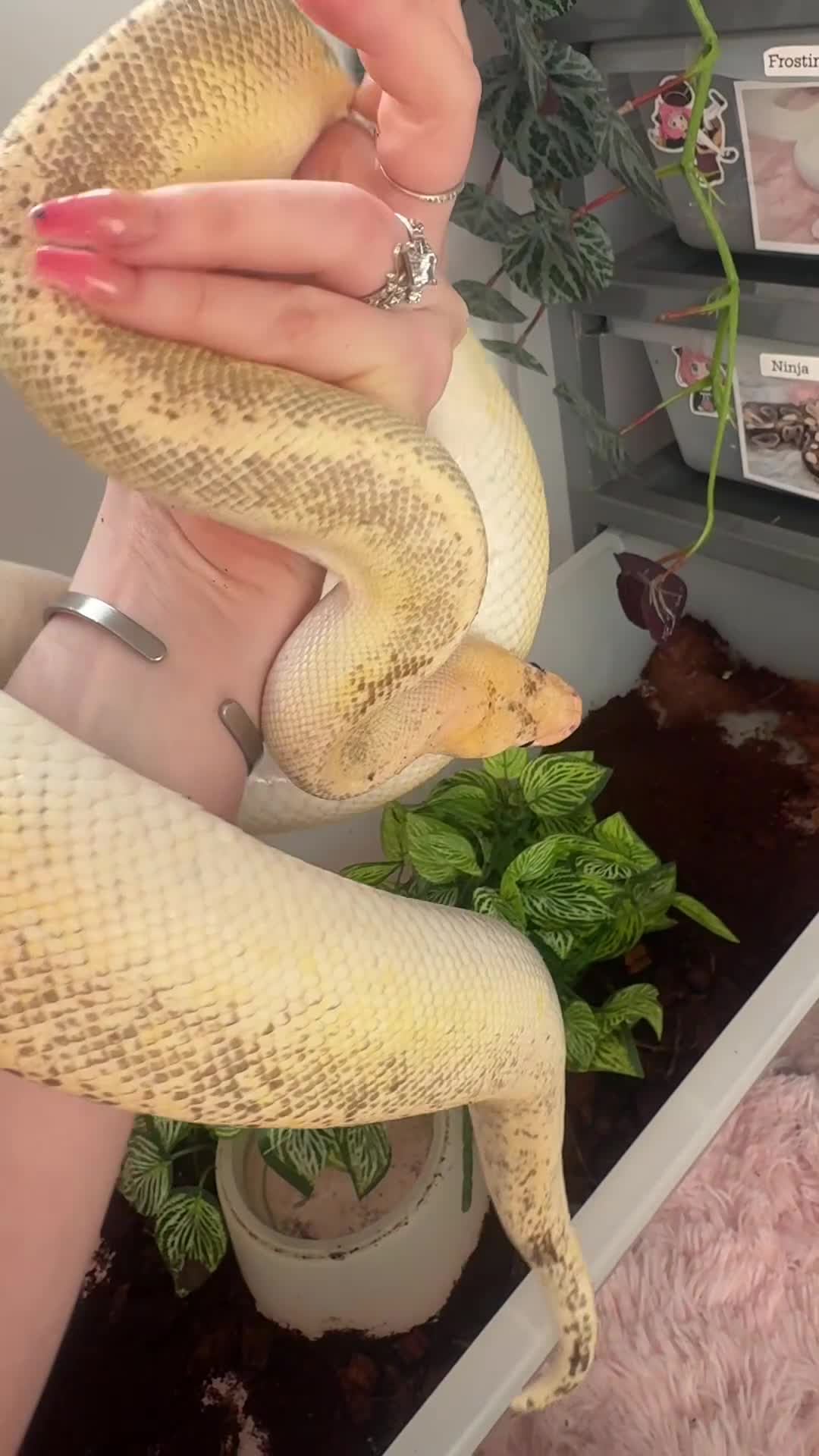 Python Snake reptiles for sale: 4 friendly Ball Royal Python for sale - Video 4