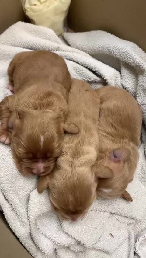 Cocker Spaniel dogs for sale: Two beautiful red working cocker spaniels - Video 1