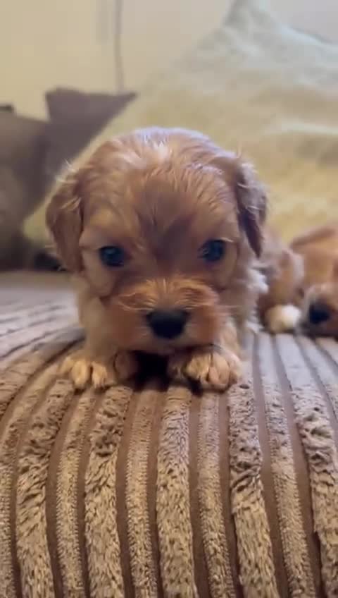 Cavapoo dogs for sale: Beautiful fully DNA tested Cavapoo's  - Video 4
