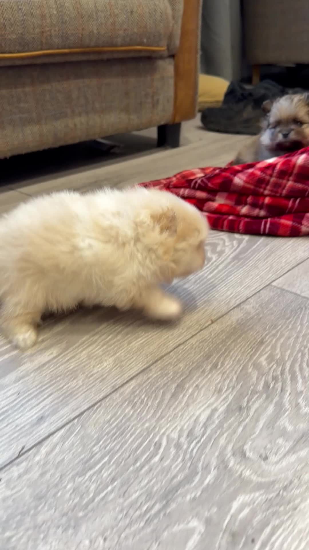 Pomeranian dogs for sale: Kc cream thick fur Pomeranian male puppy - Video 1