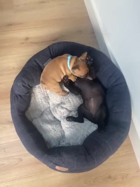 French Bulldog dogs for sale: Rare KC French bulldogs - champion lines  - Video 5