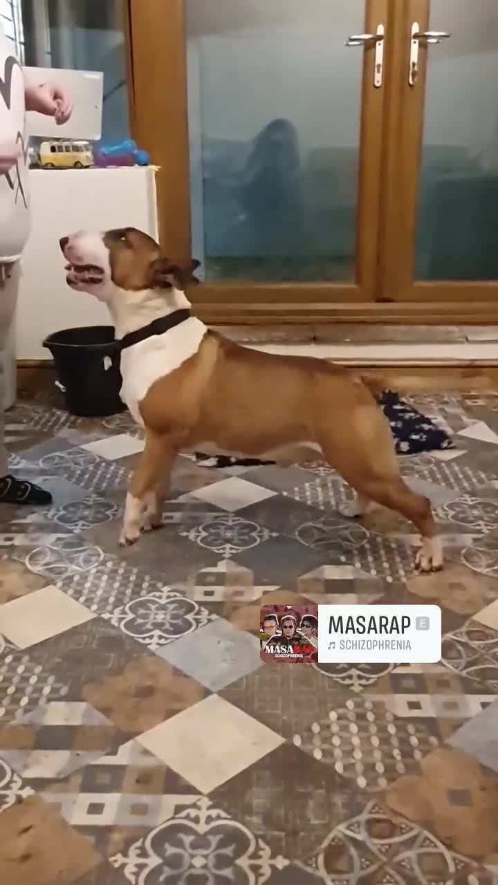 English Bull Terrier dogs for sale: KC Registered Puppies - Video 2