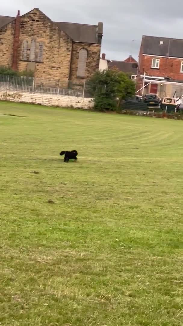 Toy Poodle dogs for stud: Toy poodle for stud - PROVEN - Fully DNA tested - Video 2